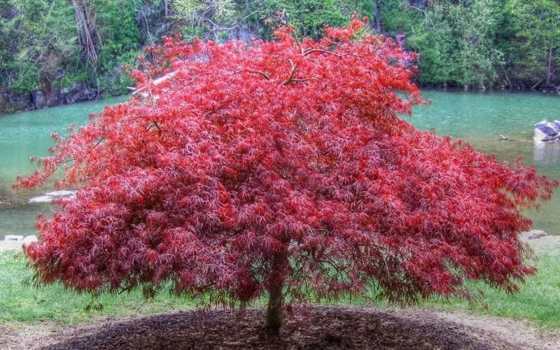 Firefall Lace Leaf Japanese Maple - 5 Gallon Pot 4 Firefall Lace Leaf Japanese Maple - 5 Gallon Pot - Image 4