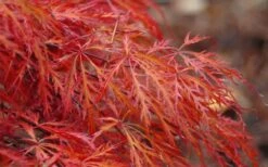 Firefall Lace Leaf Japanese Maple - 5 Gallon Pot 10 Firefall Lace Leaf Japanese Maple - 5 Gallon Pot -US Fruit Trees Sales Store Japanese Maple Firefall 2