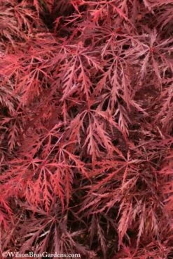 Firefall Lace Leaf Japanese Maple - 5 Gallon Pot 11 Firefall Lace Leaf Japanese Maple - 5 Gallon Pot -US Fruit Trees Sales Store Japanese Maple Firefall 3