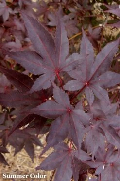 Red 'N Summer Japanese Maple - Acer Palmatum 'Hefner's Red' - 3 Gallon Pot -US Fruit Trees Sales Store Japanese Maple Hefners Red 21