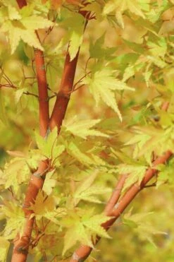 Japanese Sunrise Japanese Maple - 3 Gallon Pot -US Fruit Trees Sales Store Japanese Maple Japanese Sunrise Bark 500x700 1