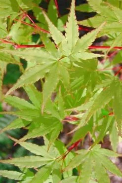 Japanese Sunrise Japanese Maple - 3 Gallon Pot -US Fruit Trees Sales Store Japanese Maple Japanese Sunrise Spring 500x700 1