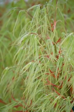 Koto No Ito Japanese Maple - 3 Gallon Pot -US Fruit Trees Sales Store Japanese Maple Koto No Ito 500x750 1