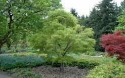 Koto No Ito Japanese Maple - 3 Gallon Pot -US Fruit Trees Sales Store Japanese Maple Koto No Ito Summer Color