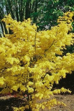 Orange Dream Japanese Maple - 2 Gallon Pot -US Fruit Trees Sales Store Japanese Maple Orange Dream 10