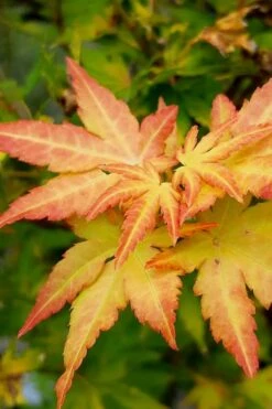 Orange Dream Japanese Maple - 2 Gallon Pot -US Fruit Trees Sales Store Japanese Maple Orange Dream 9