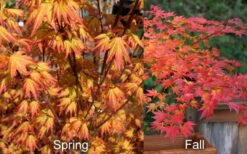 Orange Dream Japanese Maple - 2 Gallon Pot -US Fruit Trees Sales Store Japanese Maple Orange Dream Spring Fall