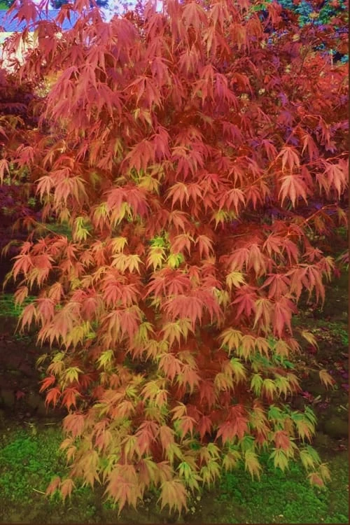 Orange Flame Japanese Maple - 5 Gallon Pot 1 Orange Flame Japanese Maple - 5 Gallon Pot