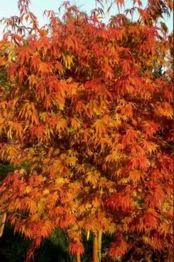 Orange Flame Japanese Maple - 5 Gallon Pot 9 Orange Flame Japanese Maple - 5 Gallon Pot -US Fruit Trees Sales Store Japanese Maple Orange Flame 12 1