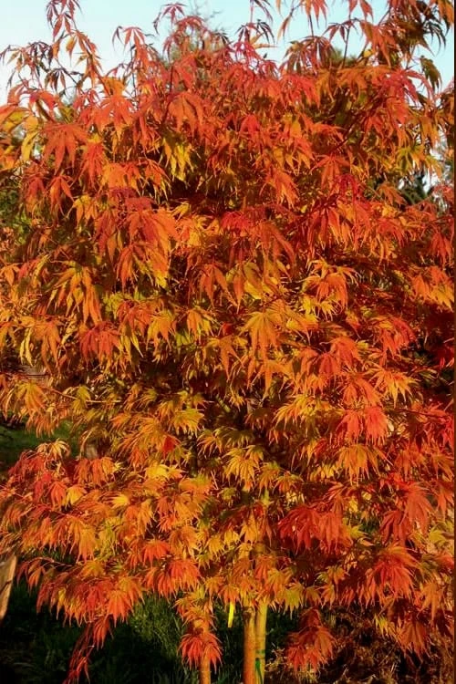 Orange Flame Japanese Maple - 5 Gallon Pot 4 Orange Flame Japanese Maple - 5 Gallon Pot - Image 4