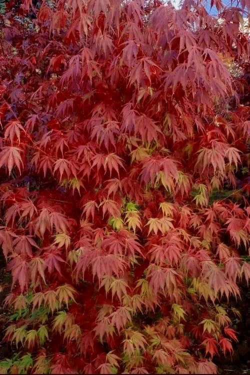 Orange Flame Japanese Maple - 5 Gallon Pot 5 Orange Flame Japanese Maple - 5 Gallon Pot - Image 5