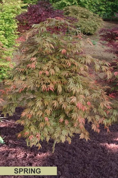 Orange Flame Japanese Maple - 5 Gallon Pot 6 Orange Flame Japanese Maple - 5 Gallon Pot - Image 6