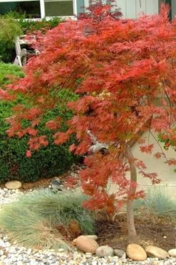Orangeola Weeping Japanese Maple - 1 Gallon Pot -US Fruit Trees Sales Store Japanese Maple Orangeola 1 1
