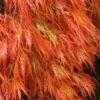 Orangeola Weeping Japanese Maple - 1 Gallon Pot