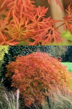 Orangeola Weeping Japanese Maple (High Graft Tree) - 3 Gallon Pot 9 Orangeola Weeping Japanese Maple (High Graft Tree) - 3 Gallon Pot -US Fruit Trees Sales Store Japanese Maple Orangeola 3