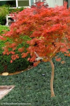 Orangeola Weeping Japanese Maple - 5 Gallon Pot (High Grafted Tree Form) 7 Orangeola Weeping Japanese Maple - 5 Gallon Pot (High Grafted Tree Form) -US Fruit Trees Sales Store Japanese Maple Orangeola High Branch 1 1