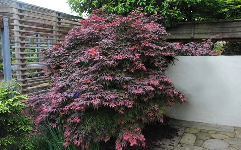 Oregon Sunset Japanese Maple (Acer Palmatum) - 3 Gallon Pot 6 Oregon Sunset Japanese Maple (Acer Palmatum) - 3 Gallon Pot - Image 6