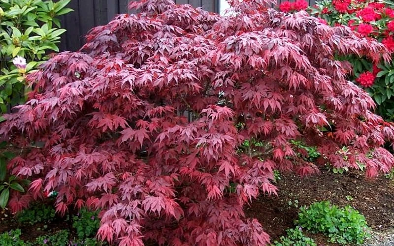 Oregon Sunset Japanese Maple (Acer Palmatum) - 3 Gallon Pot 4 Oregon Sunset Japanese Maple (Acer Palmatum) - 3 Gallon Pot - Image 4