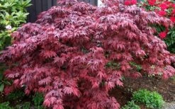 Oregon Sunset Japanese Maple (Acer Palmatum) - 2 Gallon Pot -US Fruit Trees Sales Store Japanese Maple Oregon Sunset 4