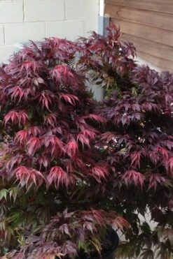 Oregon Sunset Japanese Maple (Acer Palmatum) - 3 Gallon Pot 13 Oregon Sunset Japanese Maple (Acer Palmatum) - 3 Gallon Pot -US Fruit Trees Sales Store Japanese Maple Oregon Sunset 5 1