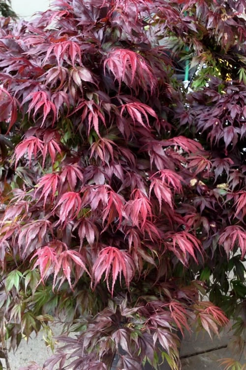 Oregon Sunset Japanese Maple (Acer Palmatum) - 3 Gallon Pot 1 Oregon Sunset Japanese Maple (Acer Palmatum) - 3 Gallon Pot
