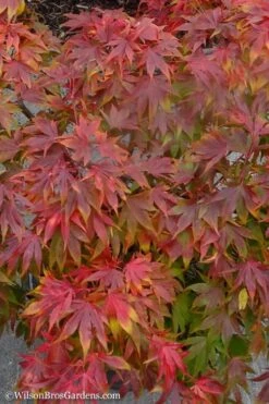 Oregon Sunset Japanese Maple (Acer Palmatum) - 2 Gallon Pot -US Fruit Trees Sales Store Japanese Maple Oregon Sunset 9