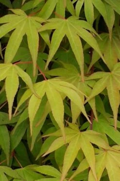 Osakazuki Japanese Maple - 1 Gallon Pot -US Fruit Trees Sales Store Japanese Maple Osakazuki 5