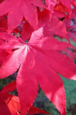 Osakazuki Japanese Maple - 1 Gallon Pot -US Fruit Trees Sales Store Japanese Maple Osakazuki 6