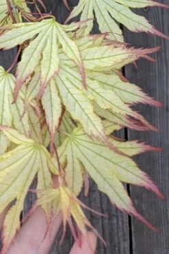 Peaches And Cream Japanese Maple - 3 Gallon Pot -US Fruit Trees Sales Store Japanese Maple Peaches And Cream 1 1