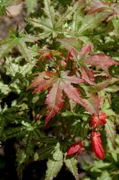 Peaches And Cream Japanese Maple - 1 Gallon Pot -US Fruit Trees Sales Store Japanese Maple Peaches And Cream 10