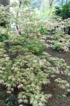 Peaches And Cream Japanese Maple - 1 Gallon Pot -US Fruit Trees Sales Store Japanese Maple Peaches And Cream 3