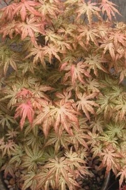 Peaches And Cream Japanese Maple - 1 Gallon Pot -US Fruit Trees Sales Store Japanese Maple Peaches And Cream 8