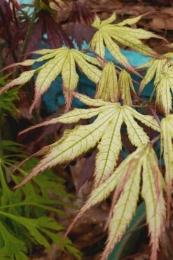 Peaches And Cream Japanese Maple - 1 Gallon Pot -US Fruit Trees Sales Store Japanese Maple Peaches And Cream 9