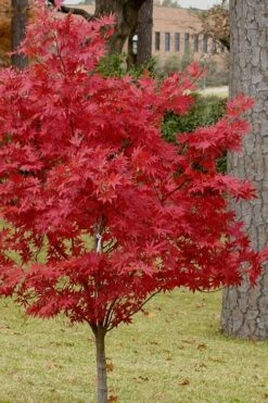 Pixie Dwarf Red Japanese Maple - 3 Gallon Pot 11 Pixie Dwarf Red Japanese Maple - 3 Gallon Pot -US Fruit Trees Sales Store Japanese Maple Pixie Dwarf 10