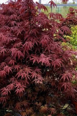 Pixie Dwarf Red Japanese Maple - 3 Gallon Pot 9 Pixie Dwarf Red Japanese Maple - 3 Gallon Pot -US Fruit Trees Sales Store Japanese Maple Pixie Dwarf 9