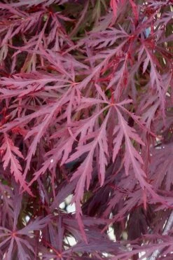 Red Dragon Dwarf Japanese Maple - 3 Gallon Pot 13 Red Dragon Dwarf Japanese Maple - 3 Gallon Pot -US Fruit Trees Sales Store Japanese Maple Red Dragon 11 1