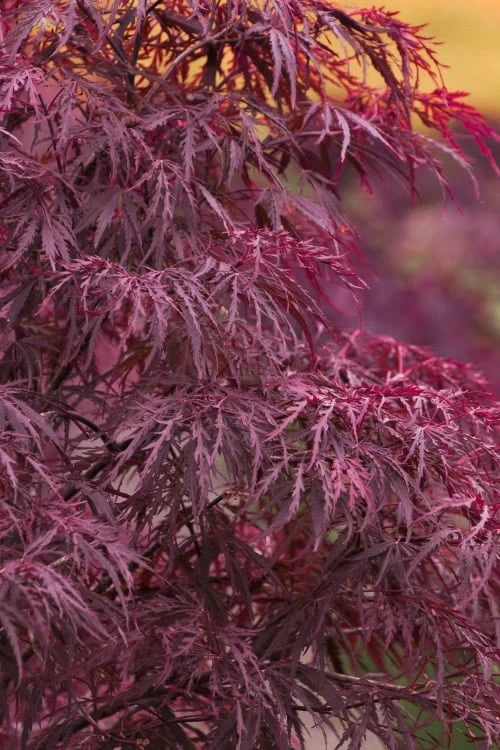 Red Dragon Dwarf Japanese Maple - 3 Gallon Pot 1 Red Dragon Dwarf Japanese Maple - 3 Gallon Pot