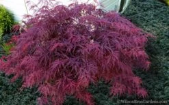 Red Dragon Dwarf Japanese Maple - 3 Gallon Pot 11 Red Dragon Dwarf Japanese Maple - 3 Gallon Pot -US Fruit Trees Sales Store Japanese Maple Red Dragon 21 1