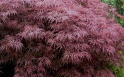 Red Dragon Dwarf Japanese Maple - 3 Gallon Pot 14 Red Dragon Dwarf Japanese Maple - 3 Gallon Pot -US Fruit Trees Sales Store Japanese Maple Red Dragon 3