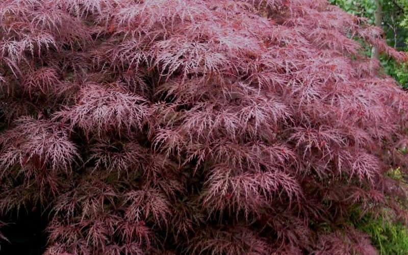 Red Dragon Dwarf Japanese Maple - 3 Gallon Pot 7 Red Dragon Dwarf Japanese Maple - 3 Gallon Pot - Image 7