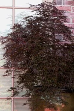 Red Select Laceleaf Japanese Maple - 3 Gallon Pot -US Fruit Trees Sales Store Japanese Maple Red Select 2