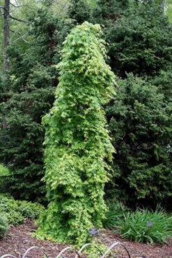 Ryusen Weeping Japanese Maple - 5 Gallon Pot -US Fruit Trees Sales Store Japanese Maple Ryusen 1 1