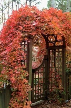 Ryusen Weeping Japanese Maple - 5 Gallon Pot -US Fruit Trees Sales Store Japanese Maple Ryusen 2 1