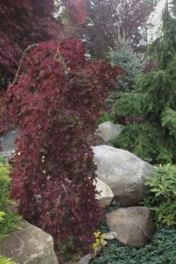 Ryusen Weeping Japanese Maple - 3 Gallon Pot -US Fruit Trees Sales Store Japanese Maple Ryusen 5