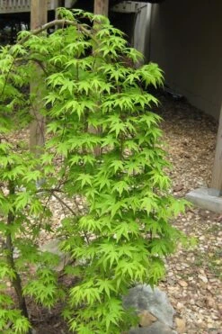 Ryusen Weeping Japanese Maple - 3 Gallon Pot -US Fruit Trees Sales Store Japanese Maple Ryusen 6