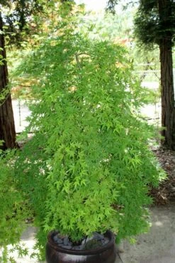 Ryusen Weeping Japanese Maple - 3 Gallon Pot -US Fruit Trees Sales Store Japanese Maple Ryusen 8