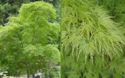 Seiryu Japanese Maple - 2 Gallon Pot 15 Seiryu Japanese Maple - 2 Gallon Pot -US Fruit Trees Sales Store Japanese Maple Seiryu Summer Color