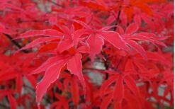 Shirazz Japanese Maple - 1 Gallon Pot -US Fruit Trees Sales Store Japanese Maple Shirazz 10 2