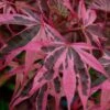 Shirazz Japanese Maple - 2 Gallon Pot