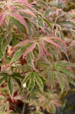 Shirazz Japanese Maple - 5 Gallon Pot (2-3') -US Fruit Trees Sales Store Japanese Maple Shirazz 13 1